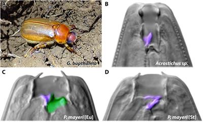 Nematode Interactions on Beetle Hosts Indicate a Role of Mouth-Form Plasticity in Resource Competition